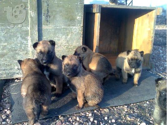malinois